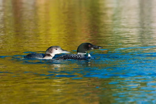 Loons — Stock Photo, Image