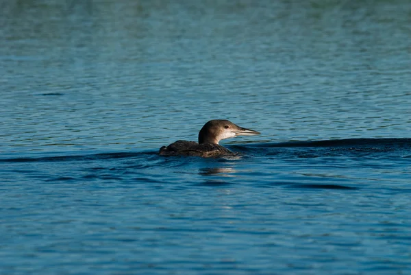 Young Loon — Stock Photo, Image
