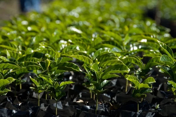 stock image Coffee Plants