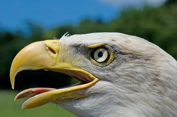 Cabeza de águila — Foto de Stock
