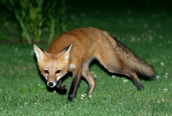 Fox runs away — Stock Photo, Image