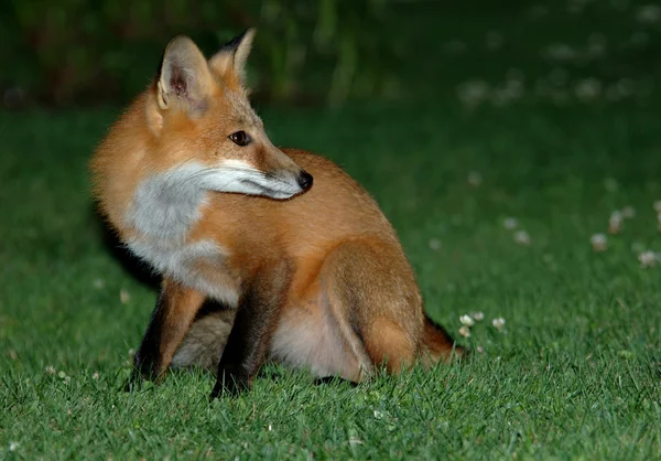 Fox på gräs — Stockfoto