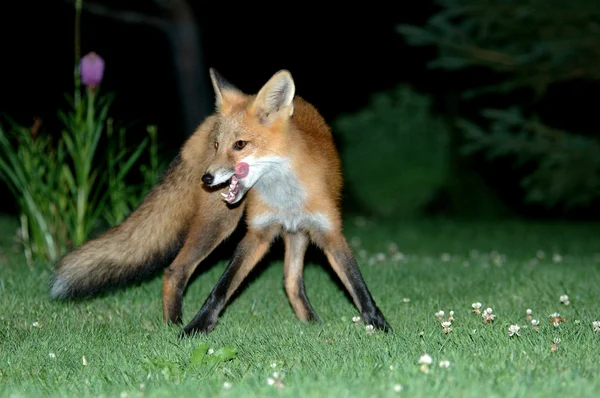 Fox på gräs — Stockfoto