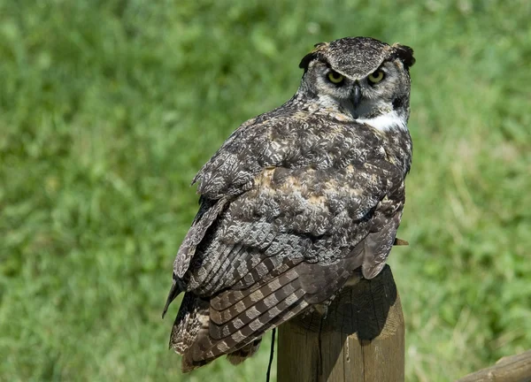 Vrouwelijke westerse screech owl — Stockfoto