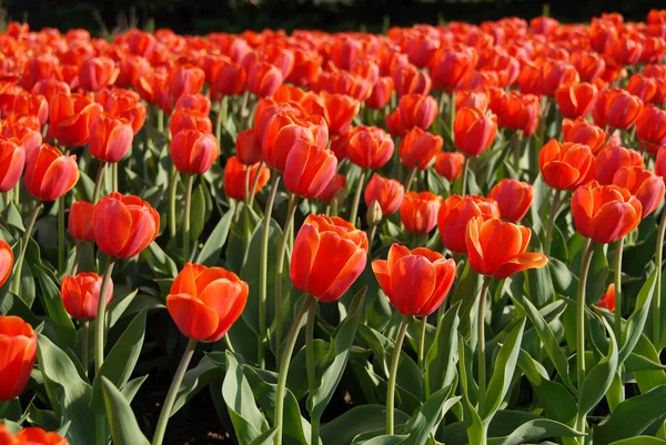 stock image Red tulips