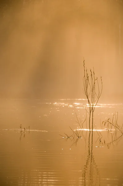 朝の霧 — ストック写真