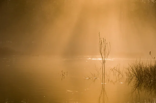 Morning Mist — Stock Photo, Image