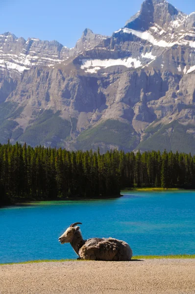 Jezero a hory — Stock fotografie
