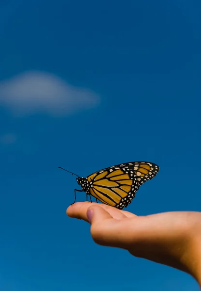 Vlinder van de monarch — Stockfoto
