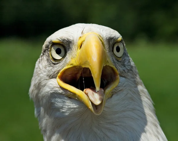 Águila blanca americana Imágenes de stock libres de derechos