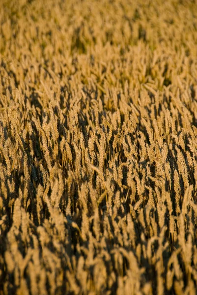 Pšeničné pole Stock Fotografie