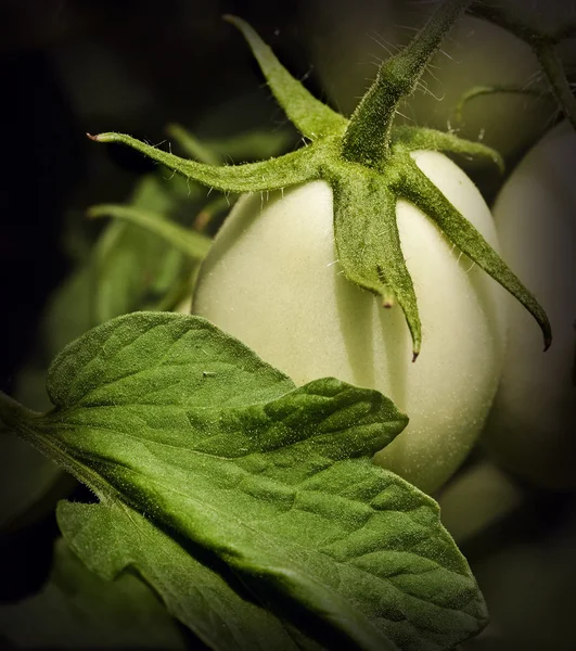 Зеленый помидор и лист — стоковое фото