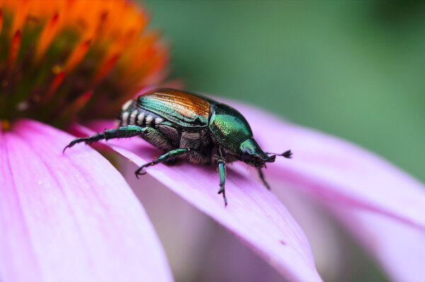 Green Beetle
