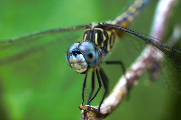 stock image Dragonfly