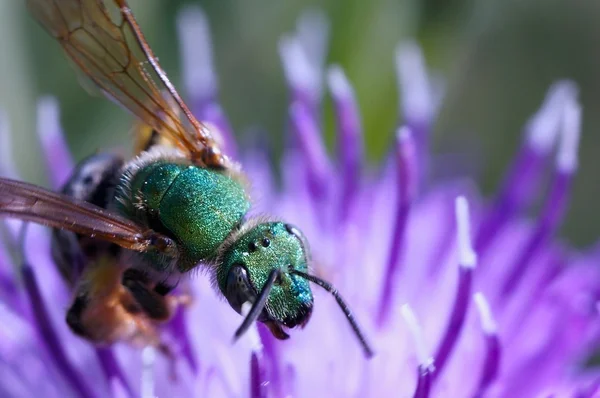 stock image Orchid Bee