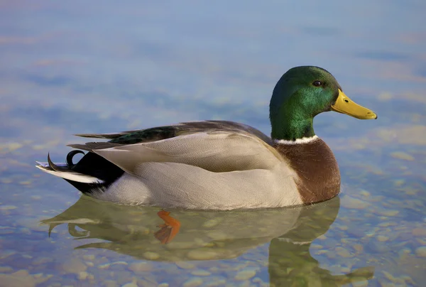 stock image Beautiful Man Duck