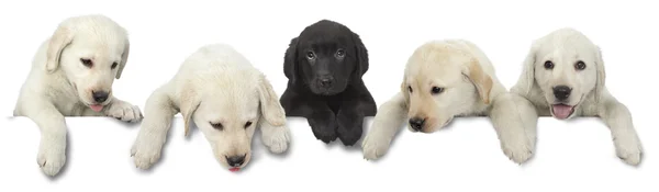 개 puppys 흰색과 검정색 절연 — 스톡 사진