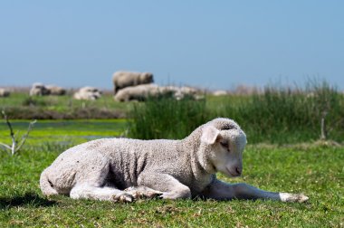 Young sheep on the grass clipart