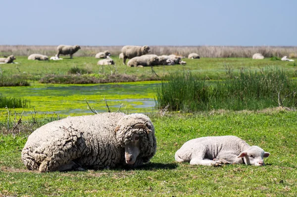 Owce i jej matka Obraz Stockowy