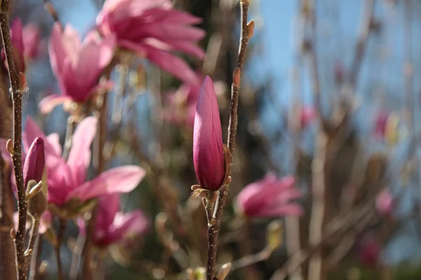 Magnolia flower 02 — Stock Photo, Image