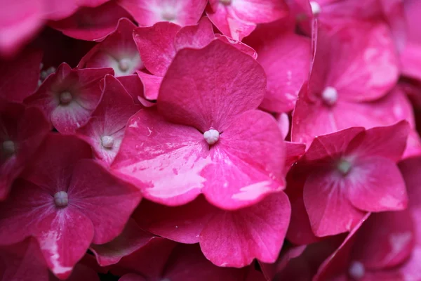 stock image Hydrangea