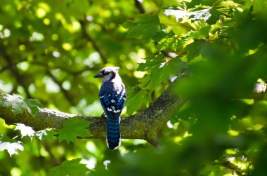 A Blue Jay Watches From The Branch Of A Maple Tree