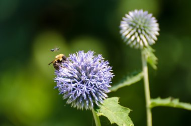 A Bumblebee Gathers Pollen While Under Close Supervision clipart