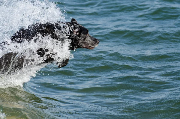 stock image Dog Diving and Swimming