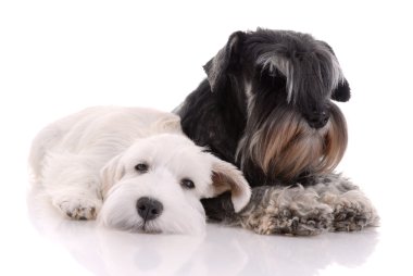 Two young schnauzers clipart