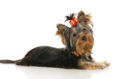 Yorkshire Terrier clipart