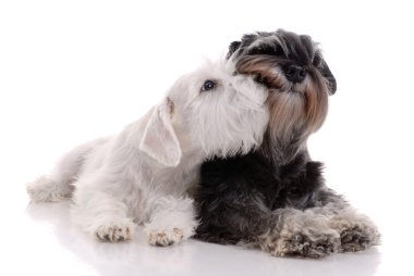 Two young schnauzers clipart