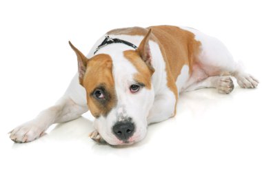 American Staffordshire terrier clipart