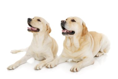 Two Labrador Retriever clipart