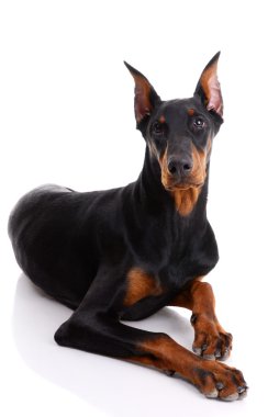 Doberman clipart