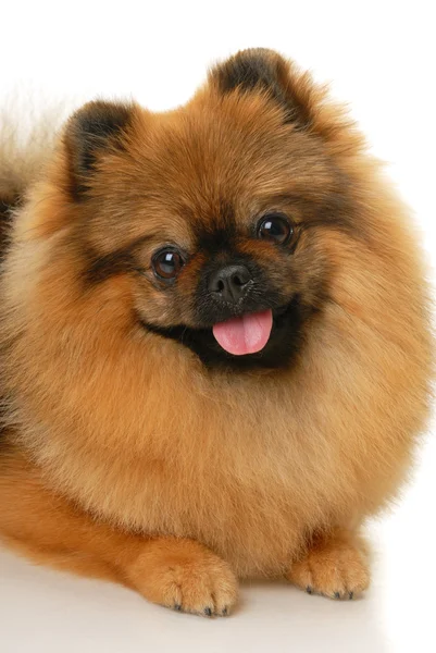 Szpic niemiecki mały pies — Zdjęcie stockowe