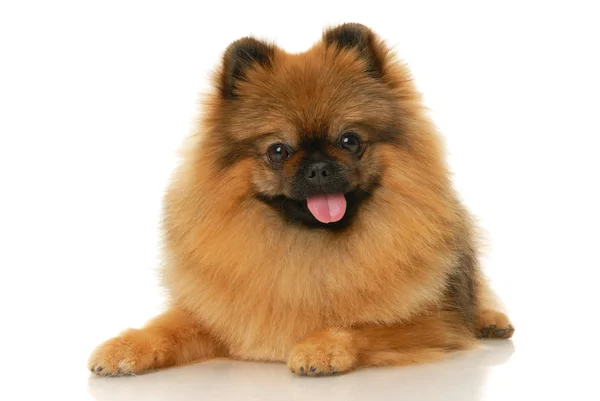 Szpic niemiecki mały pies — Zdjęcie stockowe