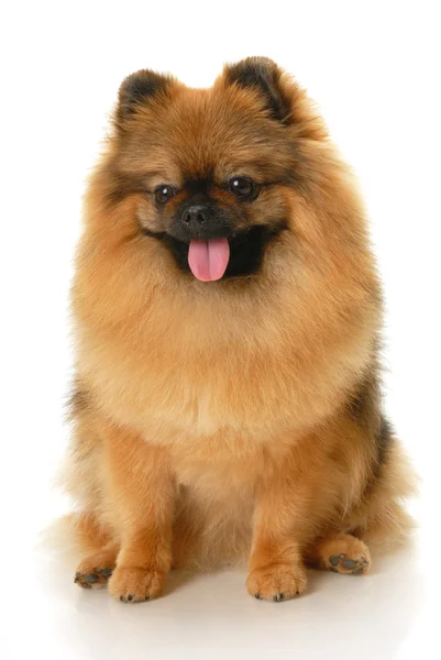 德国的斯皮茨的狗 — 图库照片