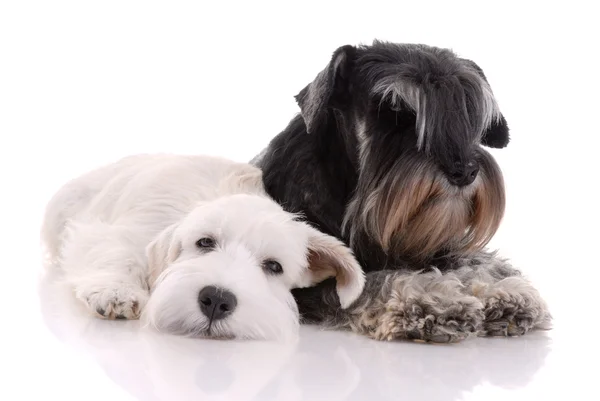Two young schnauzers — Stock Photo, Image