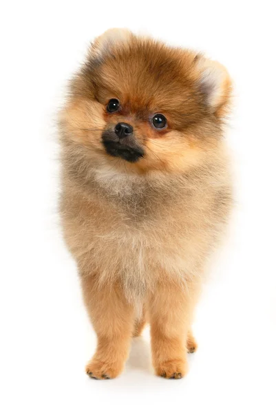 Duitse spitz pup — Stockfoto