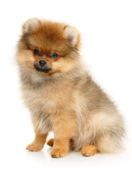 德国的斯皮茨的小狗 — 图库照片