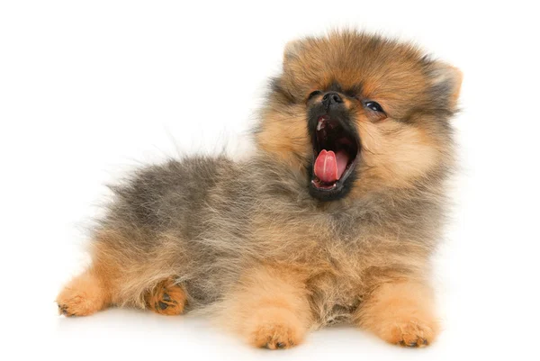 ドイツのスピッツの子犬 — ストック写真