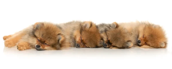 Filhotes de cachorro Spitz alemães — Fotografia de Stock