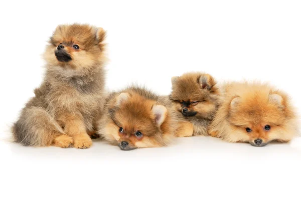 Tedesco Spitz cuccioli — Foto Stock
