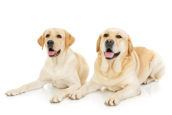 两个拉布拉多犬 — 图库照片