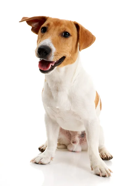 Jack terrier de russell — Fotografia de Stock