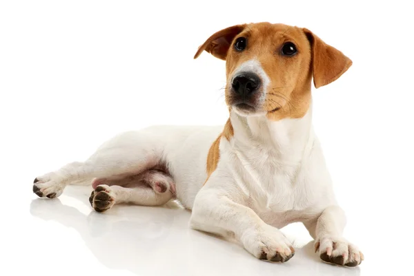 Jack russell terrier — Foto Stock