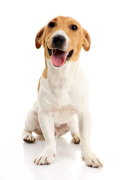 Jack russell terrier — Foto Stock