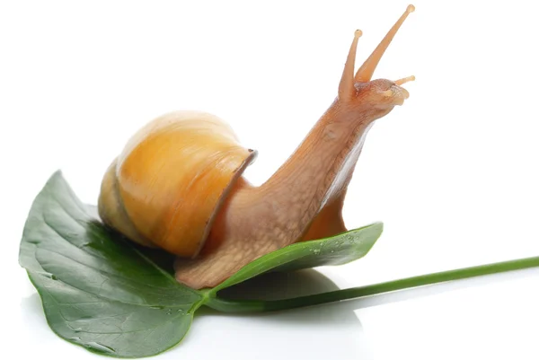 stock image Snail Achatina