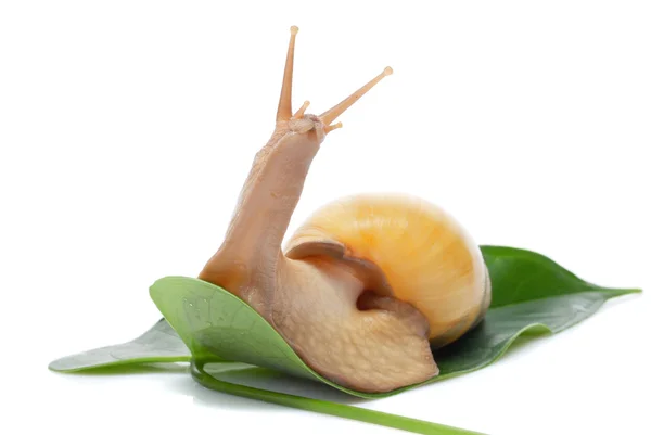 stock image Snail Achatina