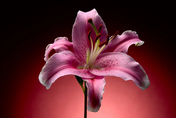 stock image Lily flower